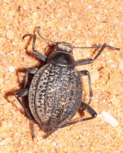Adesmia maroccana